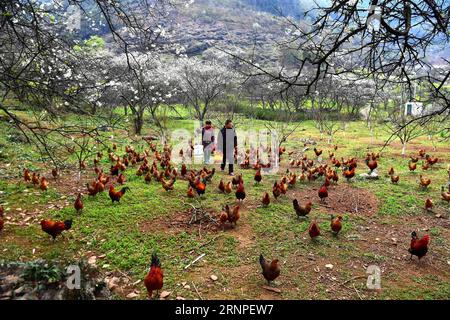 (170826) -- RONG AN, 26 agosto 2017 -- Long Gexiong e sua moglie nutrono polli nel villaggio di Tongban della contea di Rong An, regione autonoma del Guangxi Zhuang nella Cina meridionale, 28 febbraio 2017. Il villaggio di Tongban si trova in un'area montuosa del Guangxi. Il lavoratore migrante Long Gexiong di 50 anni ha scelto di rimanere nella città natale di Tongban dopo il Festival di Primavera del 2012. Lanciò un progetto per sviluppare la sua città natale e istituì una cooperativa con i suoi cugini. Piantarono prugne e uva e fecero affari turistici con capitale iniziale guadagnato come lavoratori migranti. Anche se incontrarono molte differenze Foto Stock