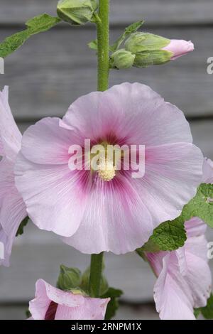 Fioritura singola del Common Hollyhock in tarda estate Foto Stock