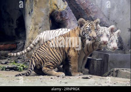 (170906) - JINAN, 6 settembre 2017 -- le triplette delle tigri incontrano il pubblico allo zoo di Jinan a Jinan, capitale della provincia dello Shandong della Cina orientale, 6 settembre 2017. Cong Cong, una madre di tigre del Bengala di 6 anni, diede alla luce le triplette, tra cui un cucciolo maschio e due cuccioli di tigre bianca, il 25 maggio. ) (Ry) CHINA-SHANDONG-JINAN-TIGER TRIPLETS (CN) LyuxChuanquan PUBLICATIONxNOTxINxCHN Jinan 6 settembre 2017 Tigre Triplets Meet the Public AT the Jinan Zoo in Jinan capitale della provincia di Shan Dong della Cina orientale 6 settembre 2017 Cong Cong a 6 anni Old Bengal Tiger Mother ha dato alla luce le Triplets including One male CU Foto Stock