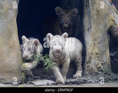 (170906) - JINAN, 6 settembre 2017 -- le triplette delle tigri incontrano il pubblico allo zoo di Jinan a Jinan, capitale della provincia dello Shandong della Cina orientale, 6 settembre 2017. Cong Cong, una madre di tigre del Bengala di 6 anni, diede alla luce le triplette, tra cui un cucciolo maschio e due cuccioli di tigre bianca, il 25 maggio. ) (Ry) CHINA-SHANDONG-JINAN-TIGER TRIPLETS (CN) LyuxChuanquan PUBLICATIONxNOTxINxCHN Jinan 6 settembre 2017 Tigre Triplets Meet the Public AT the Jinan Zoo in Jinan capitale della provincia di Shan Dong della Cina orientale 6 settembre 2017 Cong Cong a 6 anni Old Bengal Tiger Mother ha dato alla luce le Triplets including One male CU Foto Stock