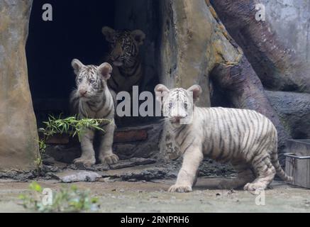 (170906) - JINAN, 6 settembre 2017 -- le triplette delle tigri incontrano il pubblico allo zoo di Jinan a Jinan, capitale della provincia dello Shandong della Cina orientale, 6 settembre 2017. Cong Cong, una madre di tigre del Bengala di 6 anni, diede alla luce le triplette, tra cui un cucciolo maschio e due cuccioli di tigre bianca, il 25 maggio. ) (Ry) CHINA-SHANDONG-JINAN-TIGER TRIPLETS (CN) LyuxChuanquan PUBLICATIONxNOTxINxCHN Jinan 6 settembre 2017 Tigre Triplets Meet the Public AT the Jinan Zoo in Jinan capitale della provincia di Shan Dong della Cina orientale 6 settembre 2017 Cong Cong a 6 anni Old Bengal Tiger Mother ha dato alla luce le Triplets including One male CU Foto Stock