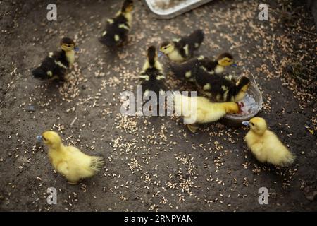 Gli anatroccoli mangiano grano e bevono acqua. Foto Stock