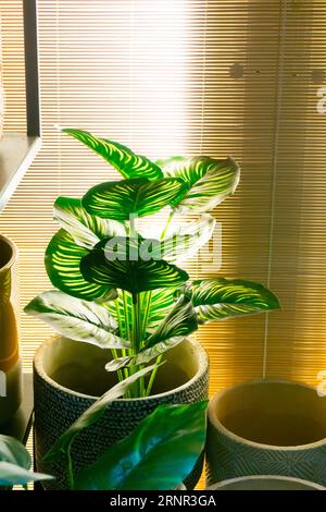 Piante verdi ornamentali all'interno di un vaso di argilla fatto a mano accanto ad alcuni vasi vuoti e una cieca di bambù sullo sfondo. Luce naturale dal sole. Vertic Foto Stock