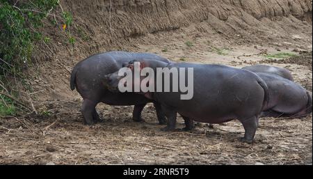 Hippopotamus, hippopotamus amphibius, gruppo che riposa vicino al fiume, parco Masai Mara in Kenya Foto Stock