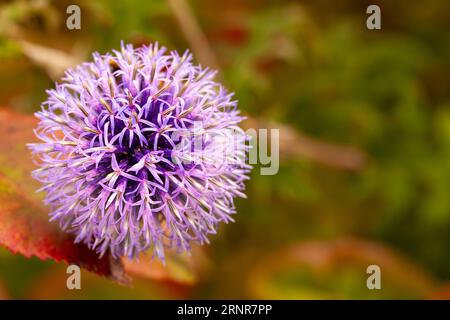 Primo piano della testa del Cardo del globo Foto Stock
