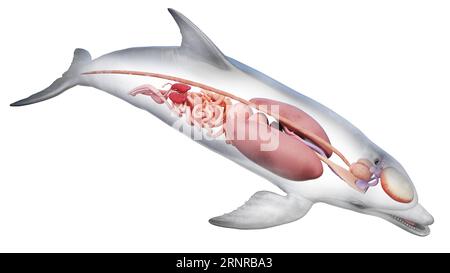 Gli organi interni di Dolphin, illustrazione Foto Stock