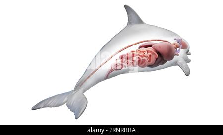 Gli organi interni di Dolphin, illustrazione Foto Stock