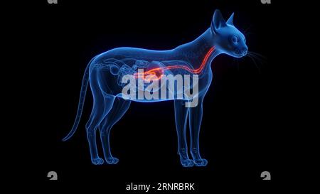 Stomaco di gatto, illustrazione Foto Stock