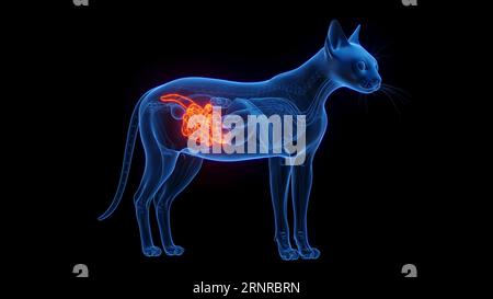 Intestini di un gatto, illustrazione Foto Stock