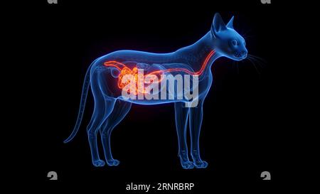 Apparato digerente di Cat, illustrazione Foto Stock