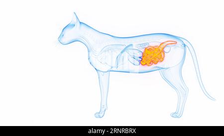 Intestini di un gatto, illustrazione Foto Stock