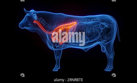 Polmoni della mucca, illustrazione Foto Stock