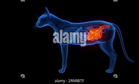 Intestini di un gatto, illustrazione Foto Stock