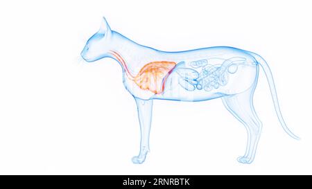 Polmoni di gatto, illustrazione Foto Stock