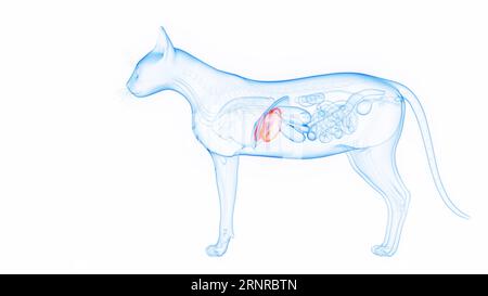 Fegato di gatto, illustrazione Foto Stock