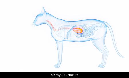 Stomaco ed esofago di un gatto, illustrazione Foto Stock