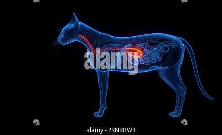 Stomaco ed esofago di un gatto, illustrazione Foto Stock