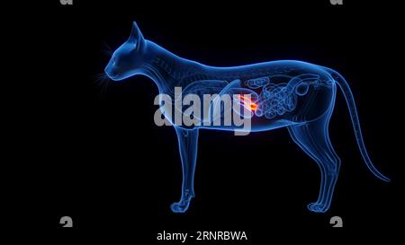 Pancreas di un gatto, illustrazione Foto Stock