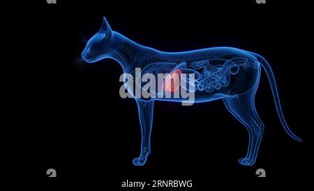 Fegato di gatto, illustrazione Foto Stock