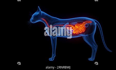 Apparato digerente di Cat, illustrazione Foto Stock