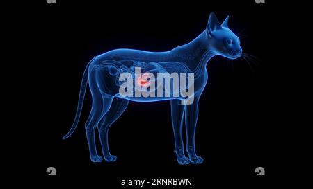 Pancreas di un gatto, illustrazione Foto Stock