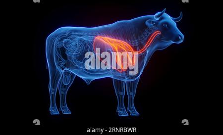 Polmoni della mucca, illustrazione Foto Stock