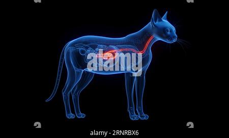 Stomaco ed esofago di un gatto, illustrazione Foto Stock