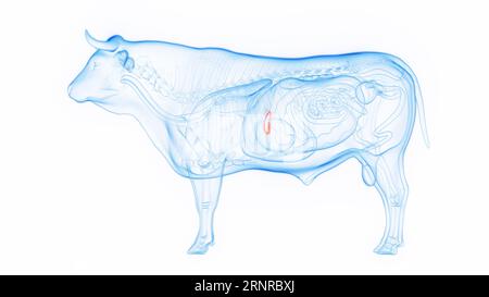 Cistifellea della mucca, illustrazione Foto Stock