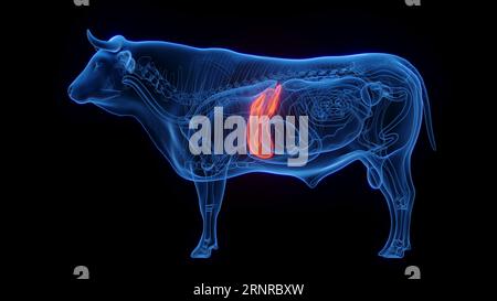 Fegato di mucca, illustrazione Foto Stock