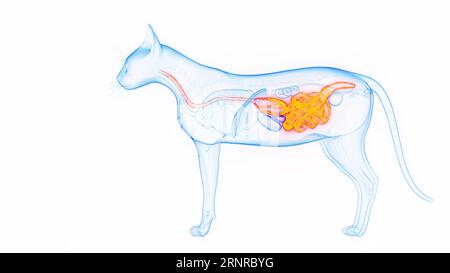 Apparato digerente di Cat, illustrazione Foto Stock