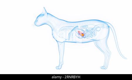 Pancreas di un gatto, illustrazione Foto Stock