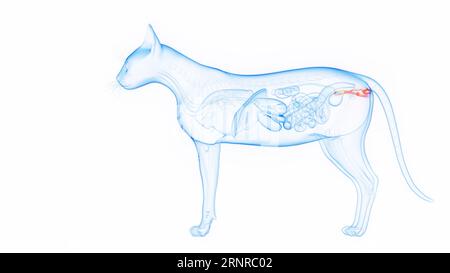 Organi interni di Cat, illustrazione Foto Stock
