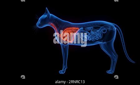 Polmoni di gatto, illustrazione Foto Stock