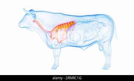 Polmoni della mucca, illustrazione Foto Stock