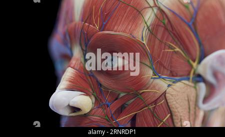 Muscoli facciali maschili, illustrazione Foto Stock