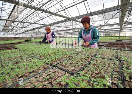 (170927) -- SHIJIAZHUANG, 27 settembre 2017 -- i membri dello staff della Lyuyuan Vegetable Cooperative Work in Suning County, nella provincia di Hebei nella Cina settentrionale, 26 settembre 2017. La cooperativa attrae più di 600 famiglie per piantare oltre 70 milioni di piantine vegetali. ) (lx) CHINA-HEBEI-AGRICULTURE(CN) YangxShiyao PUBLICATIONxNOTxINxCHN Foto Stock