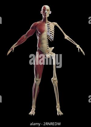 Sistemi muscolari e scheletrici maschili, illustrazione Foto Stock