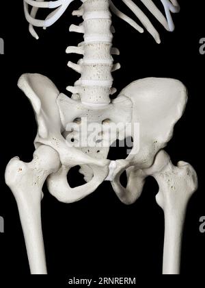 Osso dell'anca, illustrazione Foto Stock