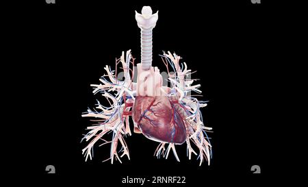 Sistema cardiopolmonare, illustrazione Foto Stock