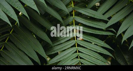 Fern lascia lo sfondo. Modello naturale. Sfondo verde intenso. Paesaggio luminoso. Background dell'ambiente. Giungla nei dettagli. Piante esotiche. Foto Stock