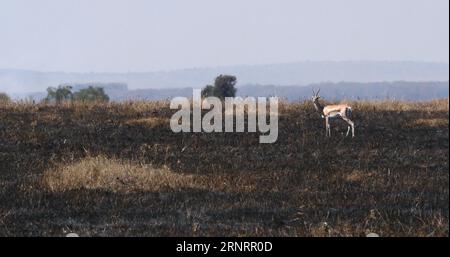 Thomson's Gazelle, gazella thomsoni, Savannah Fire, Masai Mara Park in Kenya Foto Stock