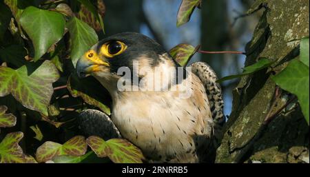 Peregrine Falcon, falco peregrinus, adulti che si guardano intorno, Normandia Foto Stock