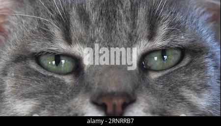 Brown Tabby Domestic Cat, primo piano degli occhi Foto Stock