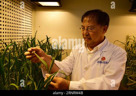 (171016) -- PECHINO, 16 ottobre 2017 -- Ru Zhengang, il principale scienziato agricolo cinese rinomato per la sua esperienza nell'allevamento di nuove specie di frumento, lavora presso l'Henan Institute of Science and Technology nella provincia di Henan nella Cina centrale, 30 settembre 2017. RU è stata eletta come delegato tra 2.287 delegati per partecipare al congresso di quest'anno che si terrà a Pechino a partire dal 18 ottobre. I partecipanti includeranno funzionari governativi di alto livello, leader del partito e ufficiali militari, nonché membri del partito di base della produzione e della produzione in prima linea, come lavoratori, agricoltori, tecnici, infermieri Foto Stock