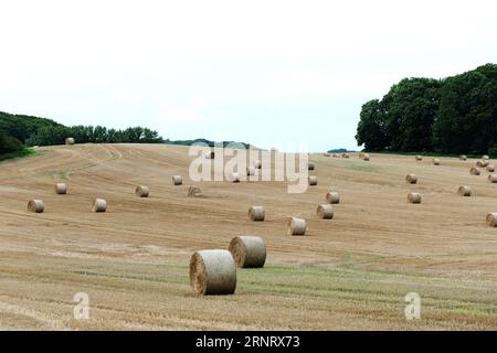Dopo la mietitura del campo di granella, la paglia rimanente viene imballata e lasciata sul campo come balle di fieno dopo la trebbiatura e la pulizia sulla mietitrebbia Foto Stock