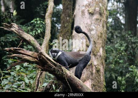 (171020) - NYUNGWE NATIONAL PARK (RUANDA), 20 ottobre 2017 -- la scimmia di A L Hoest è visibile su un albero nel Nyungwe National Park, Ruanda, il 20 ottobre 2017. Il Nyungwe National Park, che ha la più grande foresta pluviale protetta dell'Africa, ospita 13 specie di primati ed è sede della più varia popolazione di primati dell'Africa orientale, secondo il Rwanda Development Board. RWANDA-NYUNGWE NATIONAL PARK-PRIMATES LyuxTianran PUBLICATIONxNOTxINxCHN Foto Stock