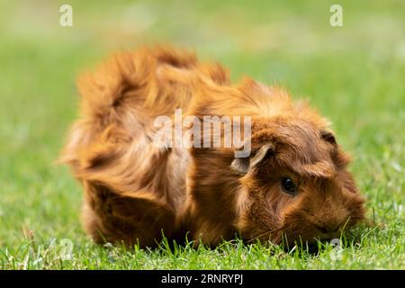 Cavia porcellus (Cavia porcellus), rosso, mangia erba su un prato verde, prigioniero, Germania Foto Stock