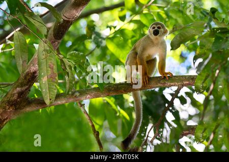 Scimmia dello scoiattolo della Guiana maschile o scimmia dello scoiattolo comune (Saimiri sciureus) in un albero, Amazzonia, Brasile Foto Stock