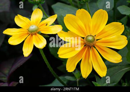 Occhi irlandesi di varietà di coneflower (Rudbeckia hirta Irish Eyes), Amburgo, Germania Foto Stock