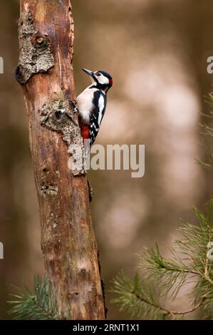 Grande picchio maculato (Dendrocopos Major) appeso ai lati di un tronco d'albero, foraggiamento, punti bokeh e luce sullo sfondo, Haaksbergen Foto Stock